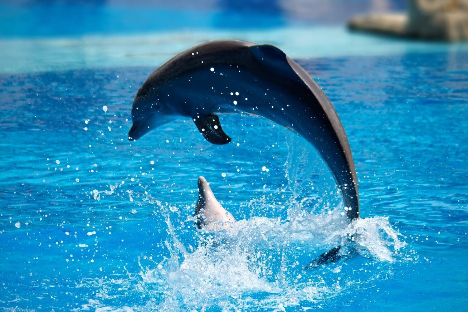 Дельфинарий в Хургаде.